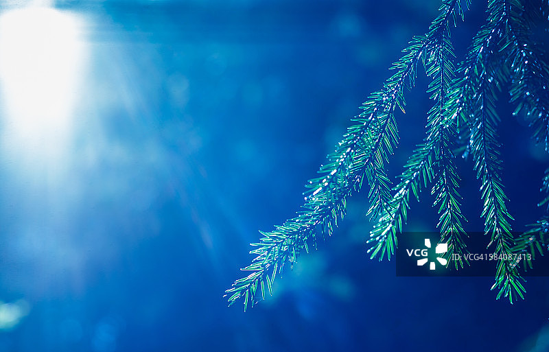 逆光下的挪威云杉图片素材