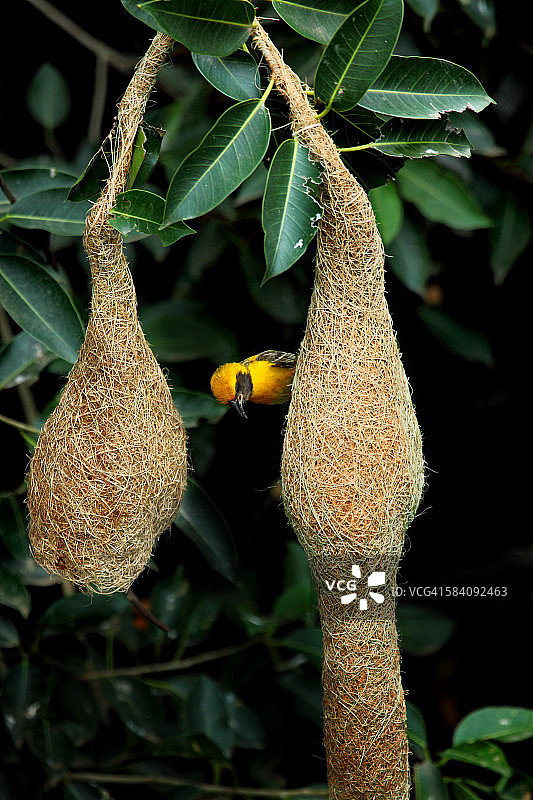 正在筑巢的织布鸟图片素材