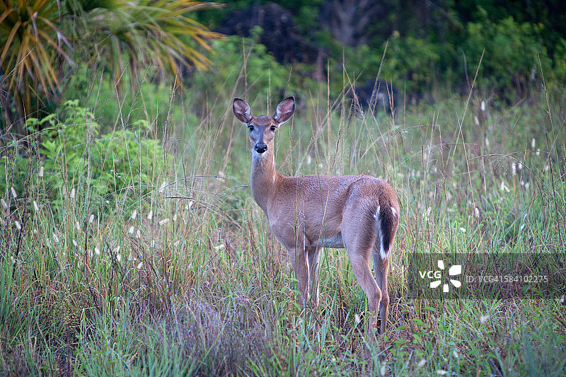 埃弗格莱兹国家公园的鹿图片素材