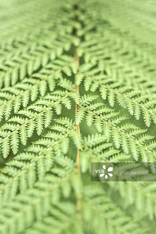 银色蕨类植物图片素材