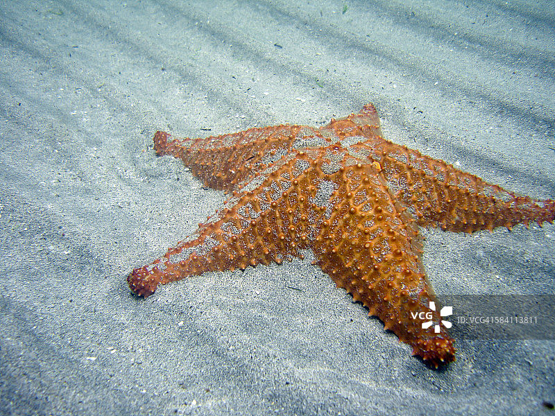 海滩上的红色海星靠垫图片素材