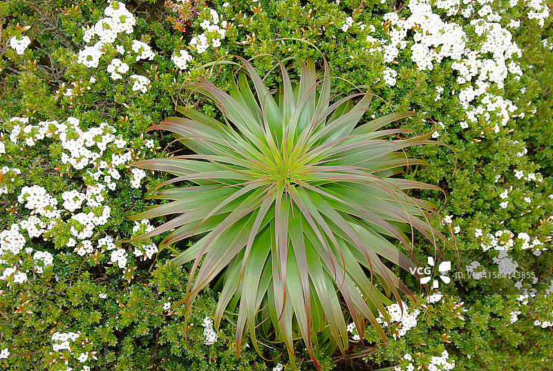 塔斯马尼亚荒原上的阔叶刺蓬草图片素材