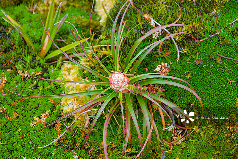 塔斯马尼亚高山植物细节，西部亚瑟图片素材