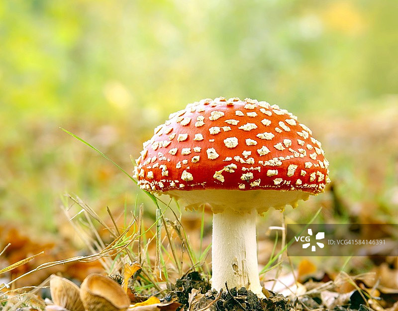 红色毒菌图片素材