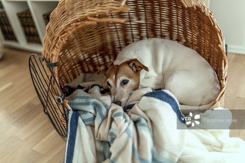 杰克罗素梗图片素材