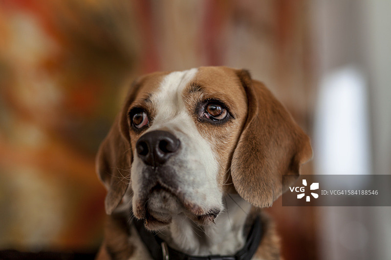 小猎犬号图片素材