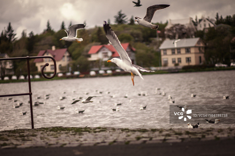 冰岛海鸥，背景为雷克雅未克图片素材