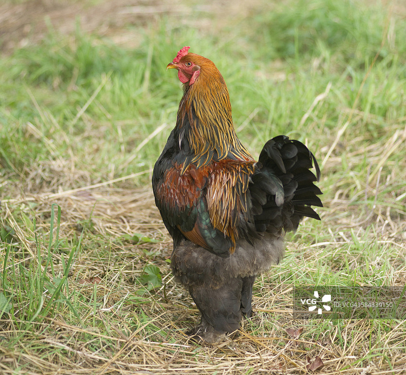 梅兰鸡公鸡：一种来自法国西部梅兰港镇的鸡图片素材