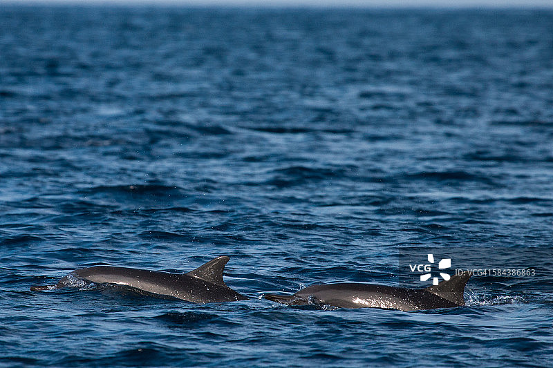 海豚图片素材