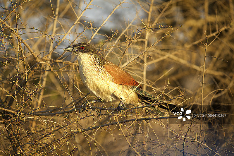 克鲁格国家公园的布氏鸦鹃图片素材