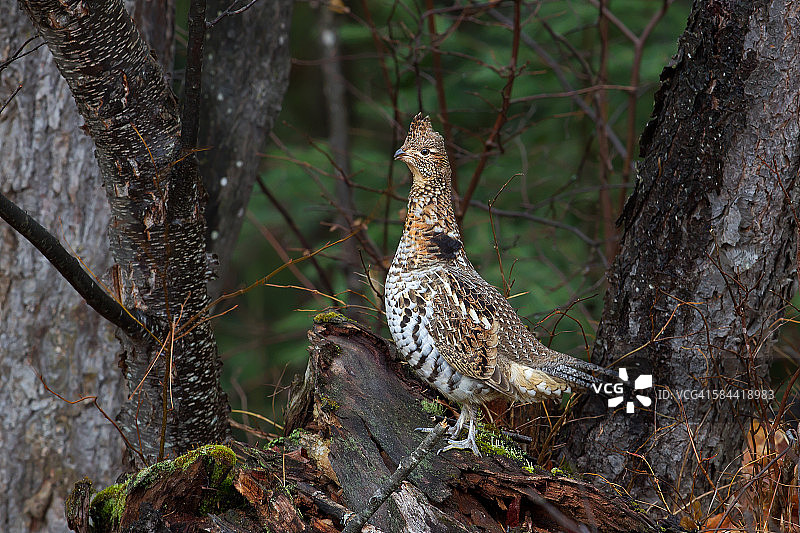 领鹑鸡图片素材