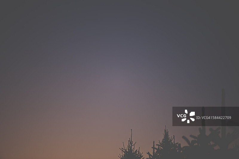 圣诞树农场日落之后图片素材