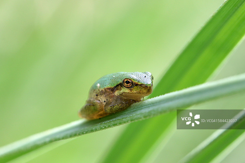 绿草上的小青蛙图片素材