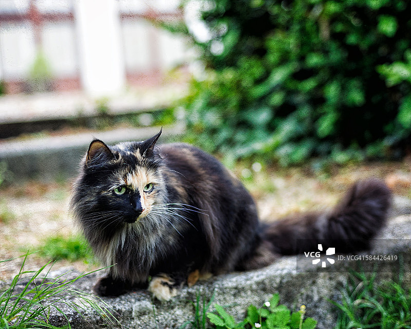 在法国发现的有趣的棕褐色和黑色猫图片素材
