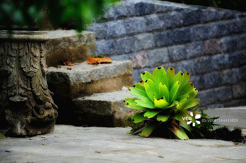 废弃的凤梨科植物图片素材