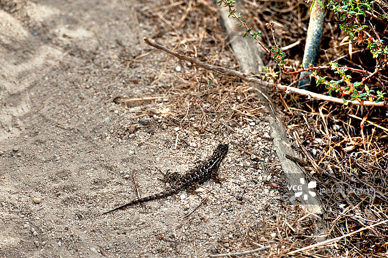 美国加州洛博斯角的蜥蜴图片素材