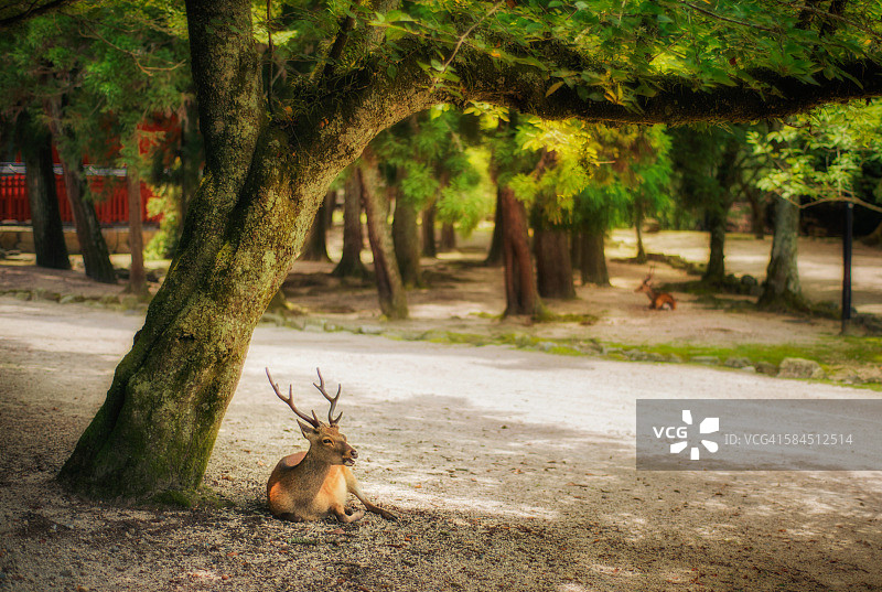 严岛神社休息的鹿图片素材