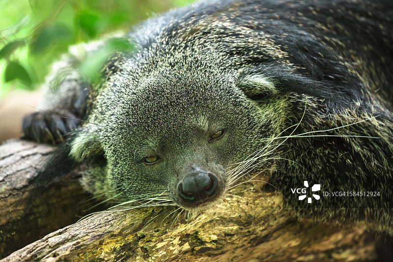 瞌睡猫熊图片素材