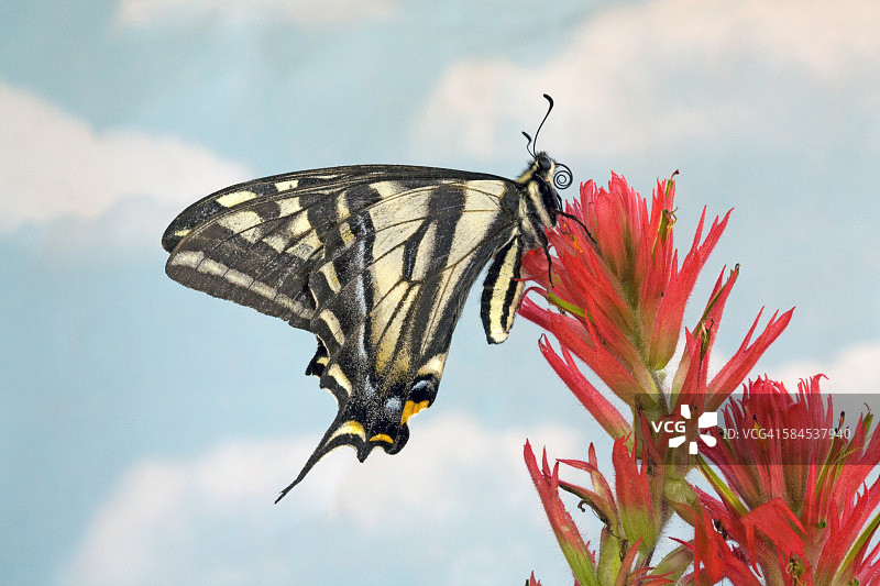 西部虎凤蝶图片素材