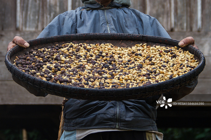 印度尼西亚男子手捧新鲜咖啡豆图片素材