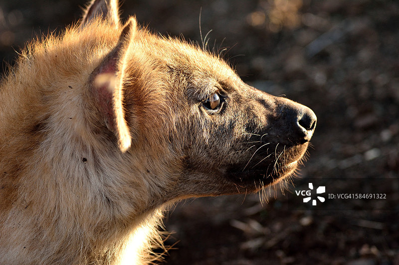 斑点鬣狗图片素材