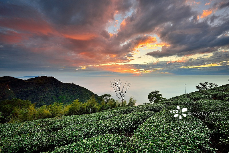 茶园的壮丽云景图片素材