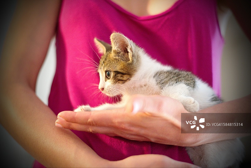 女人手中的小猫图片素材