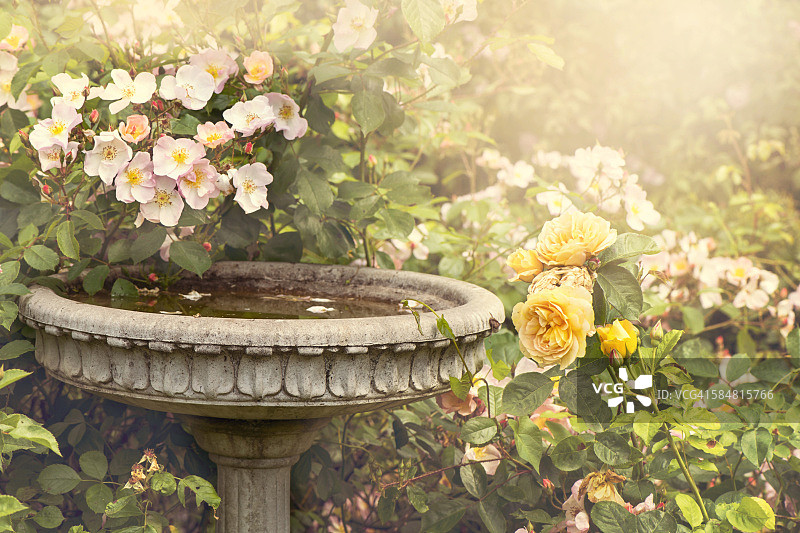 玫瑰花园字体图片素材