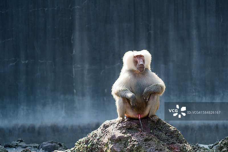 狒狒坐在岩石上小便图片素材