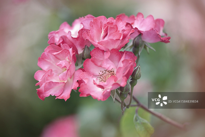 Sadlers Wells玫瑰图片素材