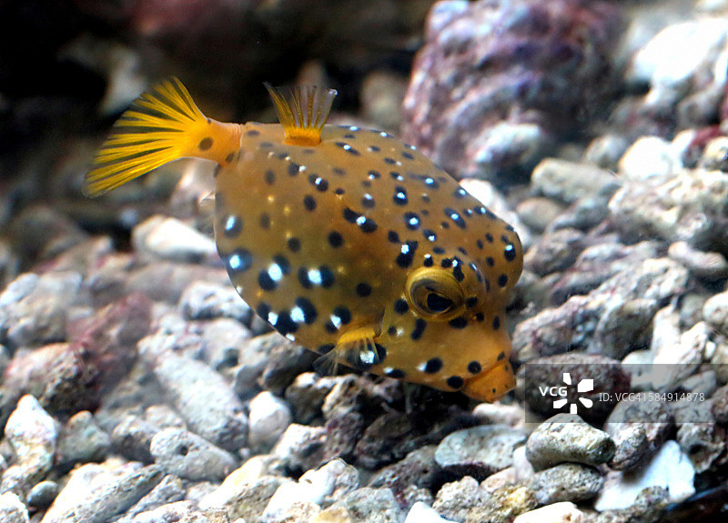 黄色箱鲀图片素材