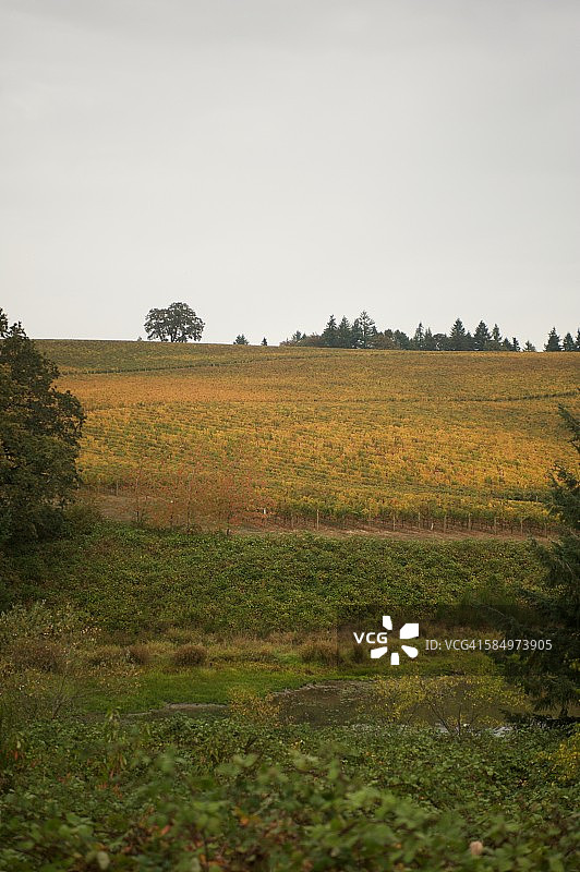 葡萄变橙色图片素材