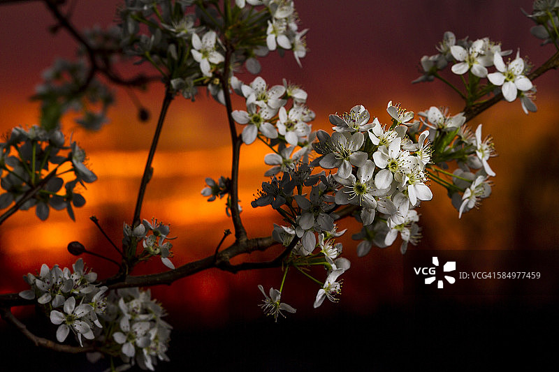 春天来了图片素材