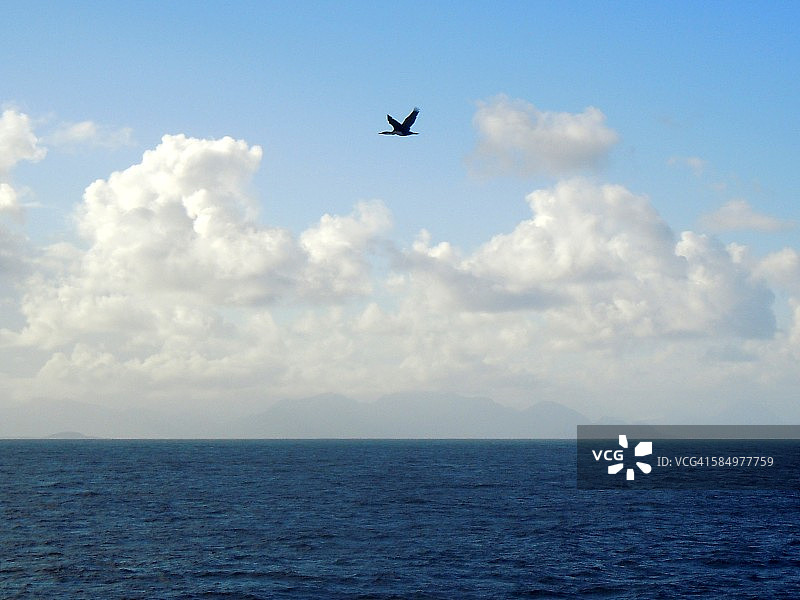 孤独的黑鸭飞越开阔的海平面图片素材