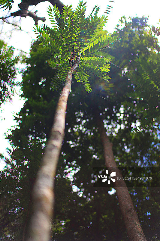 东革阿里图片素材