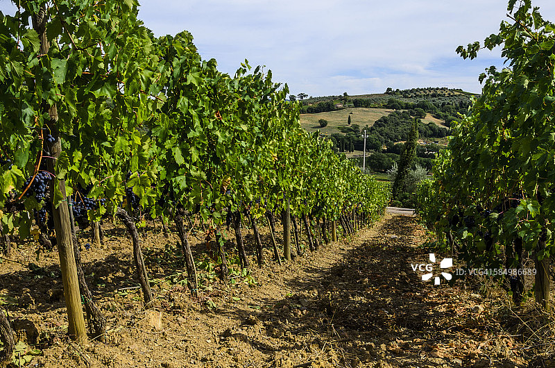 葡萄园中生长的红色葡萄图片素材