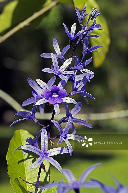 皇后花环图片素材