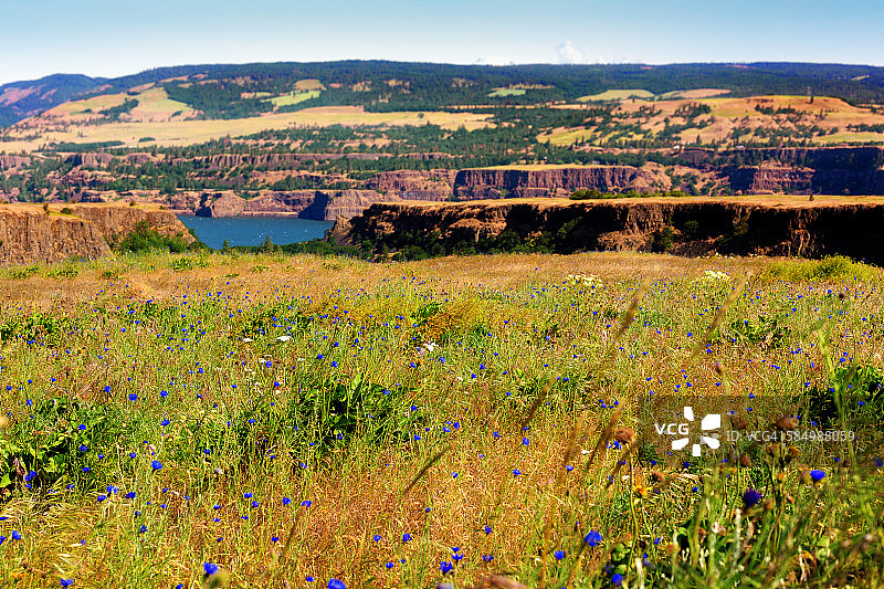俄勒冈州哥伦比亚河峡谷旁的野花草甸图片素材