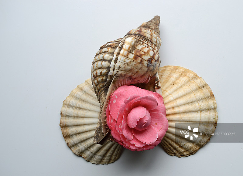 山茶花和贝壳图片素材