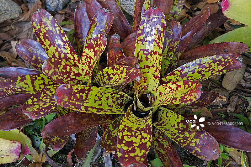 彩叶凤梨，凤梨科植物图片素材