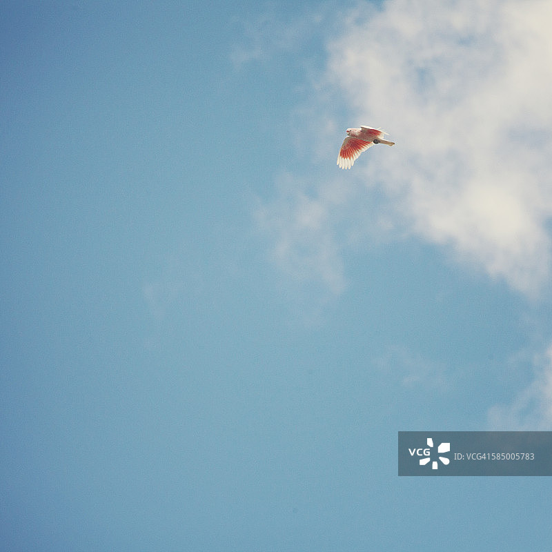 米切尔少校凤头鹦鹉图片素材