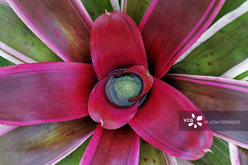 彩叶凤梨，凤梨科植物图片素材