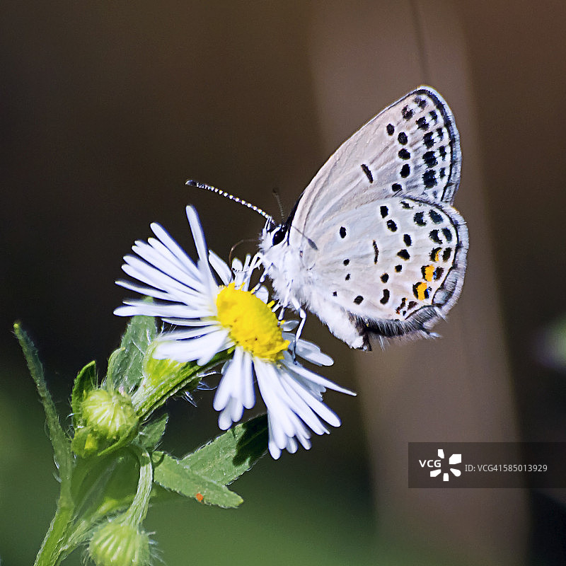 卡纳蓝蝶图片素材