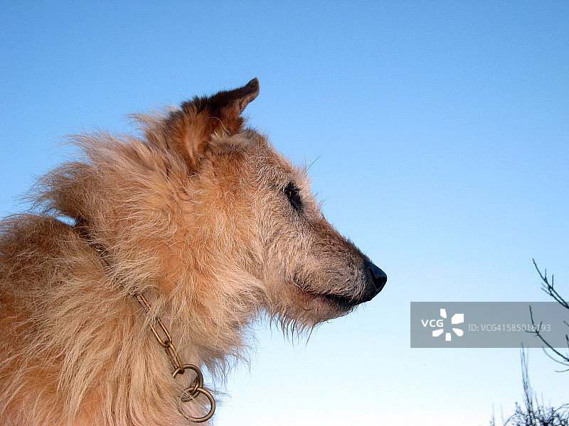 蓝天下的牧羊犬图片素材