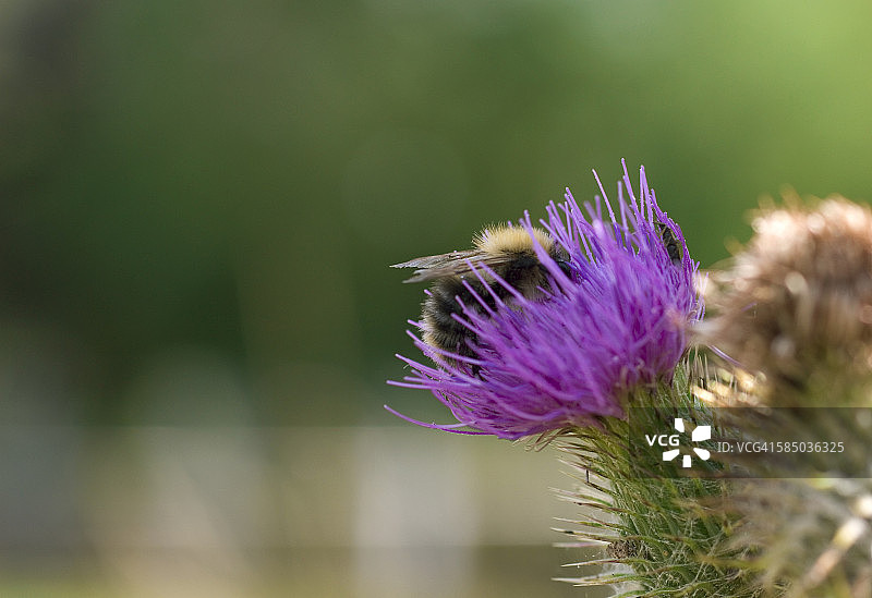 紫色蓟花上的蜜蜂图片素材