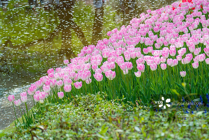 春季粉色图片素材
