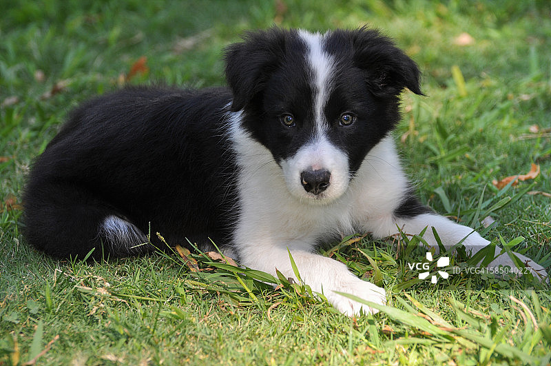 草地上躺着的9周大的边境牧羊犬图片素材