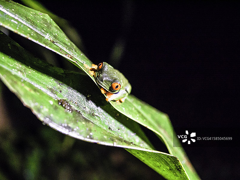 红眼树蛙图片素材