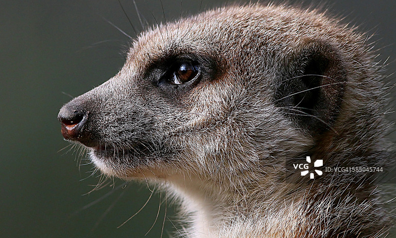 非洲猫鼬肖像图片素材