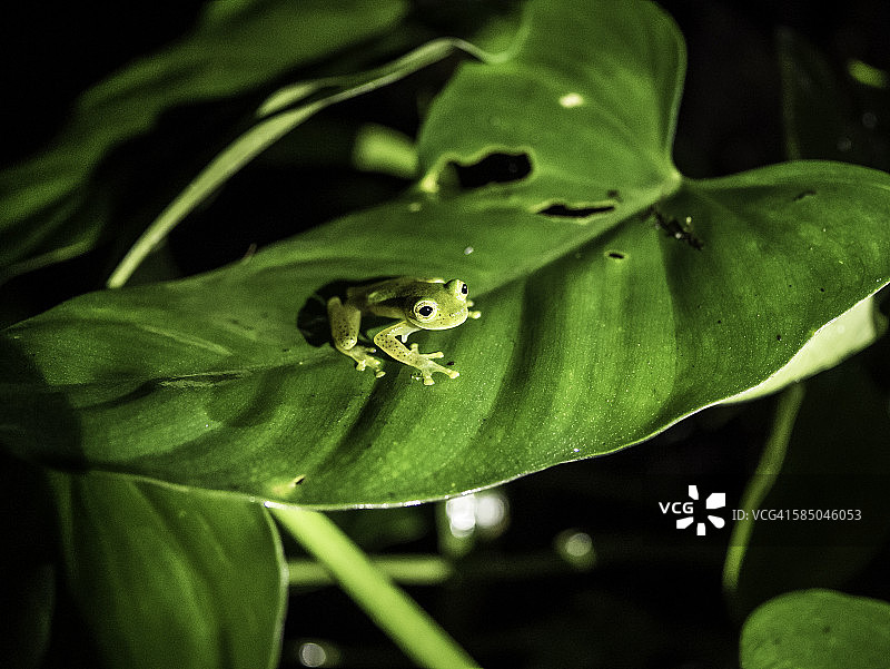 哥斯达黎加的翠绿玻璃蛙图片素材